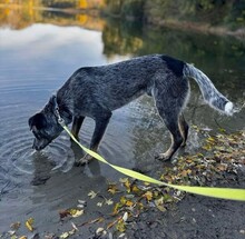 SILVER, Hund, Mischlingshund in Ungarn - Bild 7