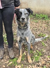 SILVER, Hund, Mischlingshund in Ungarn - Bild 8