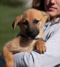 ANYEGIN, Hund, Mischlingshund in Ungarn - Bild 1
