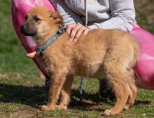 ANYEGIN, Hund, Mischlingshund in Ungarn - Bild 2