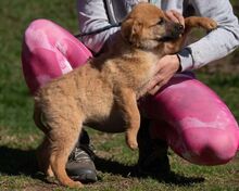ANYEGIN, Hund, Mischlingshund in Ungarn - Bild 3