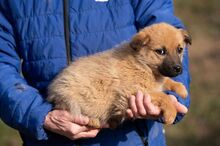 ANYEGIN, Hund, Mischlingshund in Ungarn - Bild 4