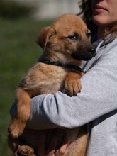 ANYEGIN, Hund, Mischlingshund in Ungarn - Bild 5