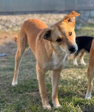 KIRA, Hund, Mischlingshund in Rumänien - Bild 1