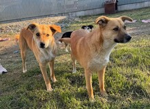 KIRA, Hund, Mischlingshund in Rumänien - Bild 2