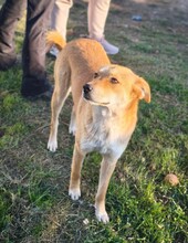 KIRA, Hund, Mischlingshund in Rumänien - Bild 3