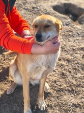 KIRA, Hund, Mischlingshund in Rumänien - Bild 4