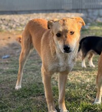 KIRA, Hund, Mischlingshund in Rumänien - Bild 5
