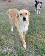 KIRA, Hund, Mischlingshund in Rumänien - Bild 6