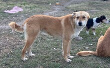 KIRA, Hund, Mischlingshund in Rumänien - Bild 7