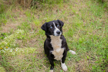 CHIPNR132283, Hund, Mischlingshund in Kroatien - Bild 1