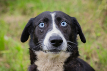 CHIPNR132283, Hund, Mischlingshund in Kroatien - Bild 2