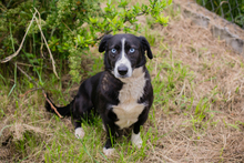 CHIPNR132283, Hund, Mischlingshund in Kroatien - Bild 4