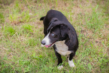 CHIPNR132283, Hund, Mischlingshund in Kroatien - Bild 5