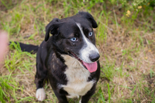 CHIPNR132283, Hund, Mischlingshund in Kroatien - Bild 6