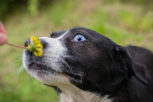 CHIPNR132283, Hund, Mischlingshund in Kroatien - Bild 7