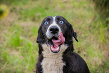 CHIPNR132283, Hund, Mischlingshund in Kroatien - Bild 8