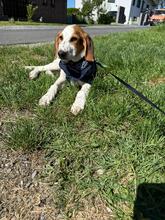 ELISA, Hund, Mischlingshund in Overath - Bild 1