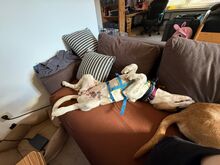 ELISA, Hund, Mischlingshund in Overath - Bild 2