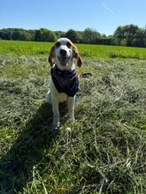 ELISA, Hund, Mischlingshund in Overath - Bild 3