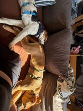 ELISA, Hund, Mischlingshund in Overath - Bild 4