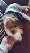ELISA, Hund, Mischlingshund in Overath - Bild 5