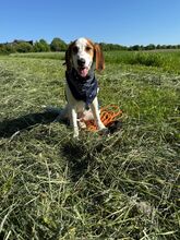 ELISA, Hund, Mischlingshund in Overath - Bild 6