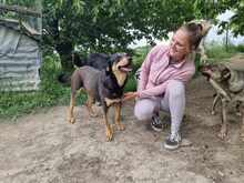 MONA, Hund, Mischlingshund in Griechenland - Bild 3