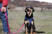MONA, Hund, Mischlingshund in Griechenland - Bild 4