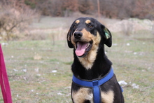 MONA, Hund, Mischlingshund in Griechenland - Bild 5