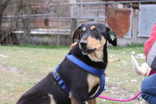MONA, Hund, Mischlingshund in Griechenland - Bild 6