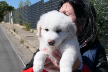 RUFFI, Hund, Maremmano-Mix in Italien - Bild 1