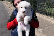 RUFFI, Hund, Maremmano-Mix in Italien - Bild 2