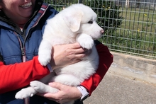 RUFFI, Hund, Maremmano-Mix in Italien - Bild 4