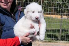 RUFFI, Hund, Maremmano-Mix in Italien - Bild 5