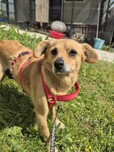 HOLLY, Hund, Mischlingshund in Rumänien - Bild 1