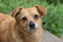 HOLLY, Hund, Mischlingshund in Rumänien - Bild 2