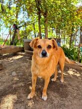 HOLLY, Hund, Mischlingshund in Rumänien - Bild 3
