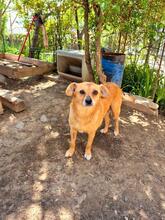 HOLLY, Hund, Mischlingshund in Rumänien - Bild 4