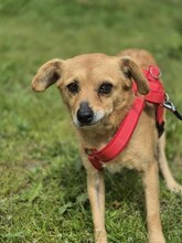 HOLLY, Hund, Mischlingshund in Rumänien - Bild 5