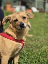 HOLLY, Hund, Mischlingshund in Rumänien - Bild 6