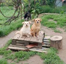 HOLLY, Hund, Mischlingshund in Rumänien - Bild 7
