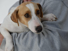 THORA, Hund, Mischlingshund in Nittenau - Bild 2