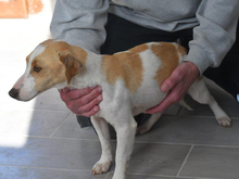 THORA, Hund, Mischlingshund in Nittenau - Bild 3