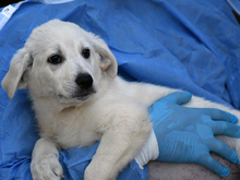 SIRIA, Hund, Maremma Abruzzenhund-Mix in Metten - Bild 1