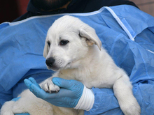 SIRIA, Hund, Maremma Abruzzenhund-Mix in Metten - Bild 2