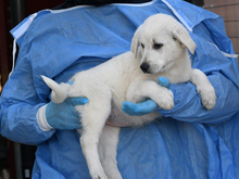 SIRIA, Hund, Maremma Abruzzenhund-Mix in Metten - Bild 3