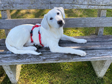 SIX, Hund, Maremma Abruzzenhund-Mix in Innernzell - Bild 1