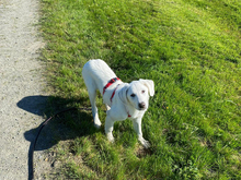SIX, Hund, Maremma Abruzzenhund-Mix in Innernzell - Bild 3