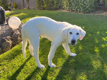 SIX, Hund, Maremma Abruzzenhund-Mix in Innernzell - Bild 4